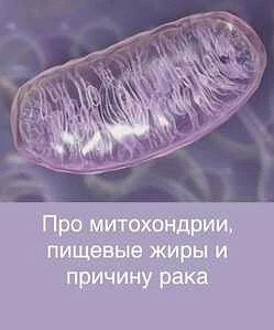 https://thixotraining.ru/forum/mezenrealizm-posty/pro-mitohondrii-pishhevye-zhiry-i-prichinu-raka/