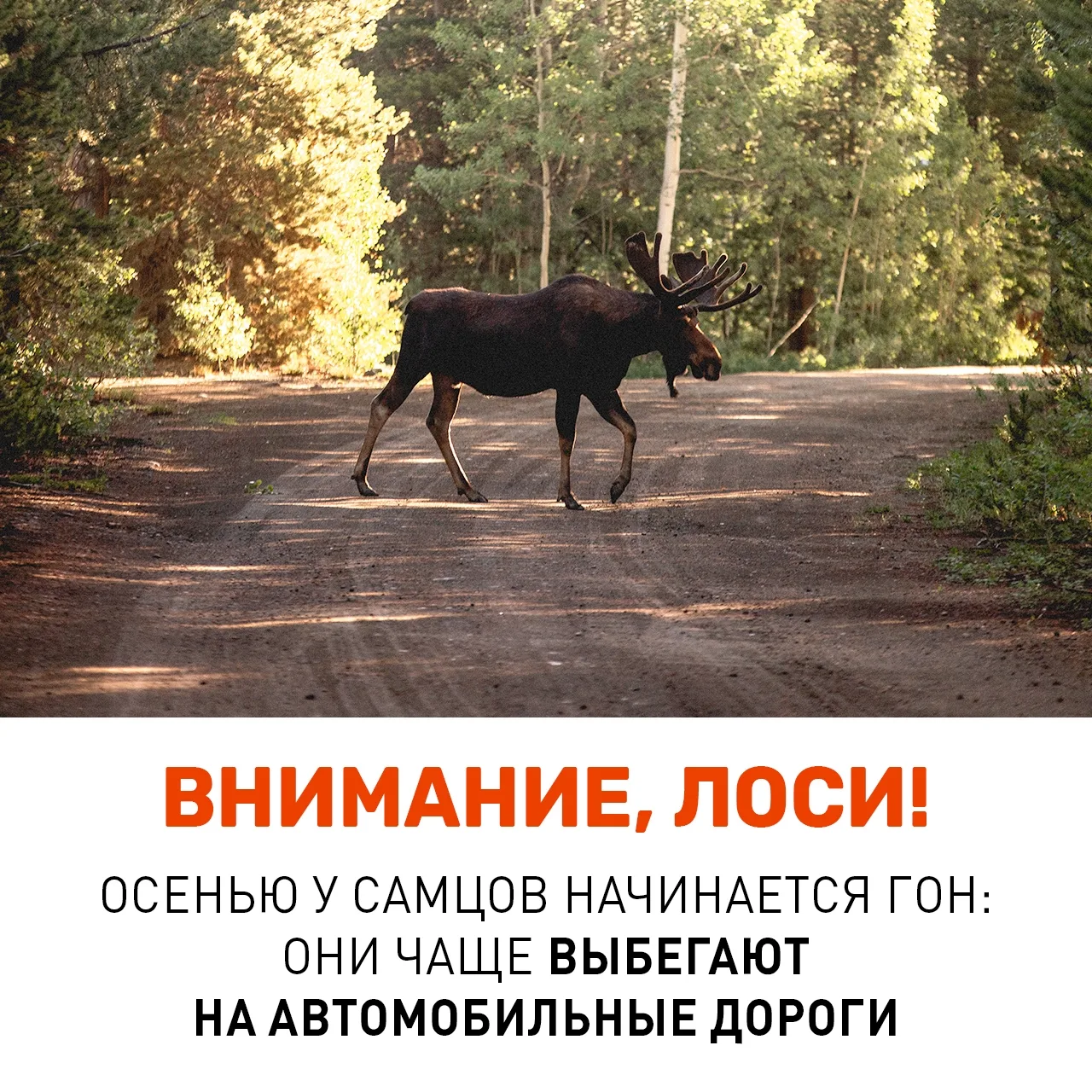 Осторожно, на дороге – сохатый!