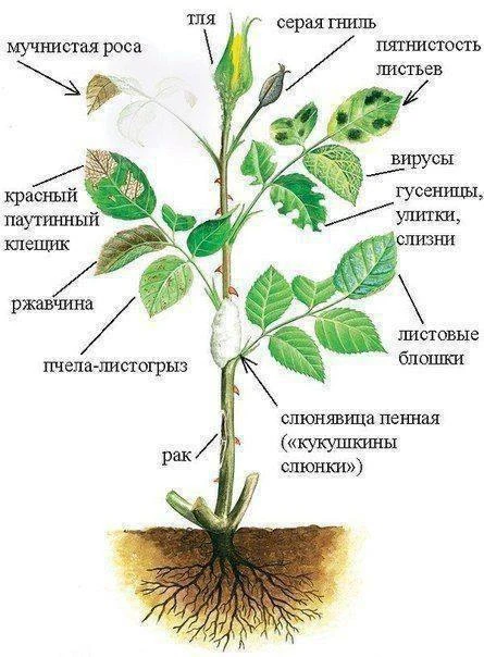 ✍Удобная шпаргалка по вредителям на растениях

🌱 Огород без хлопот 👈 Подписаться