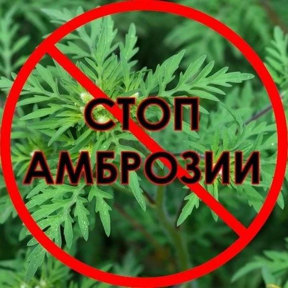 🚫Амброзия полыннолистная – красивое однолетнее растение с резными листочками. Один из наиболее опас