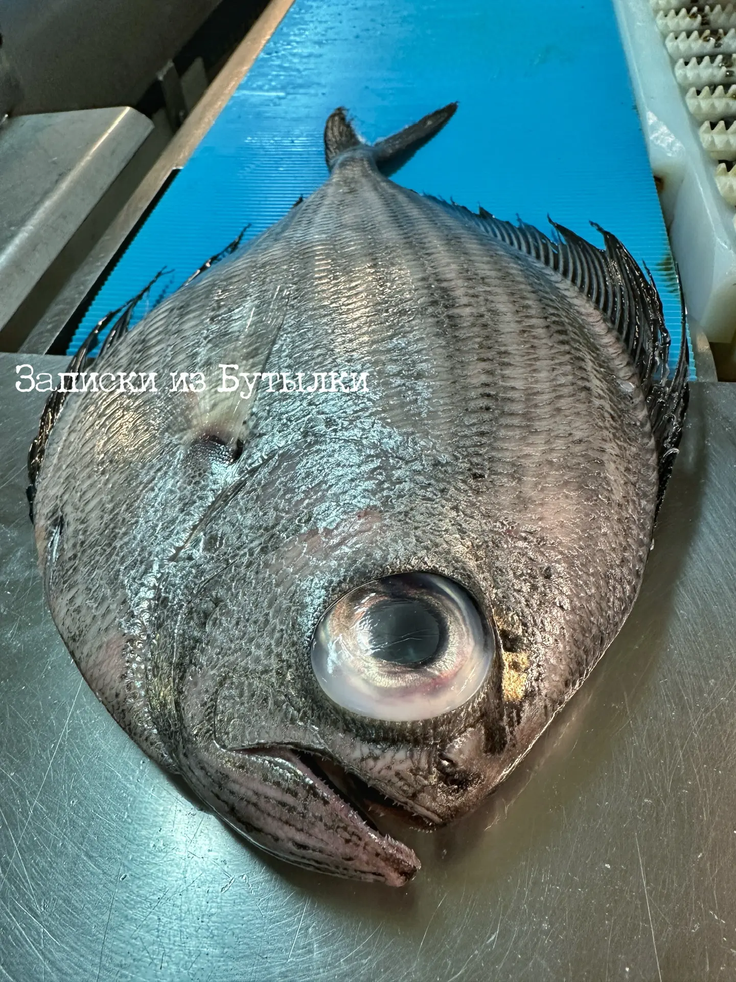 Серебряный морской лещ