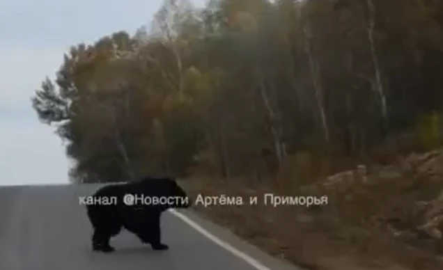🐻 Медведь выбежал на трассу в Лазовском районе Приморья