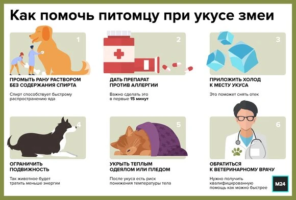 Укус змеи — серьёзное происшествие, требующее немедленного обращения к ветеринару. Даже...