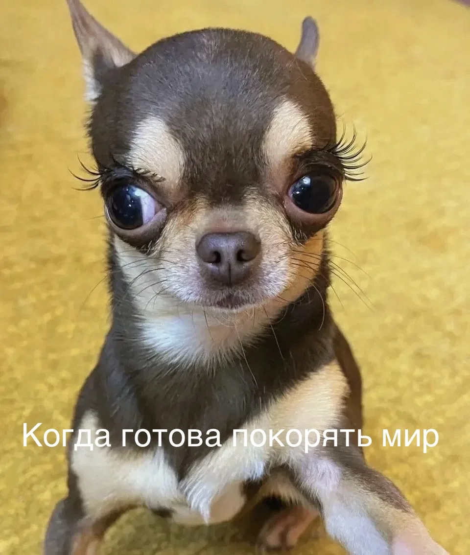 Утренняя подборка мемов про чихуашек 🙂