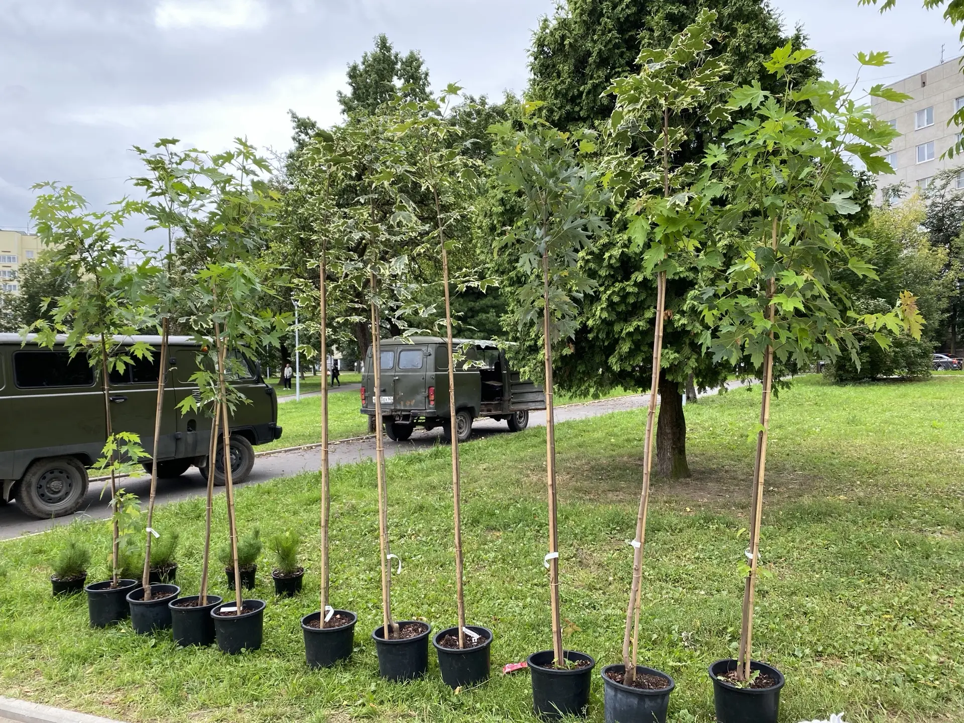 🌳 В сквере у гостиницы «Рижская» высадили 16 новых деревьев!