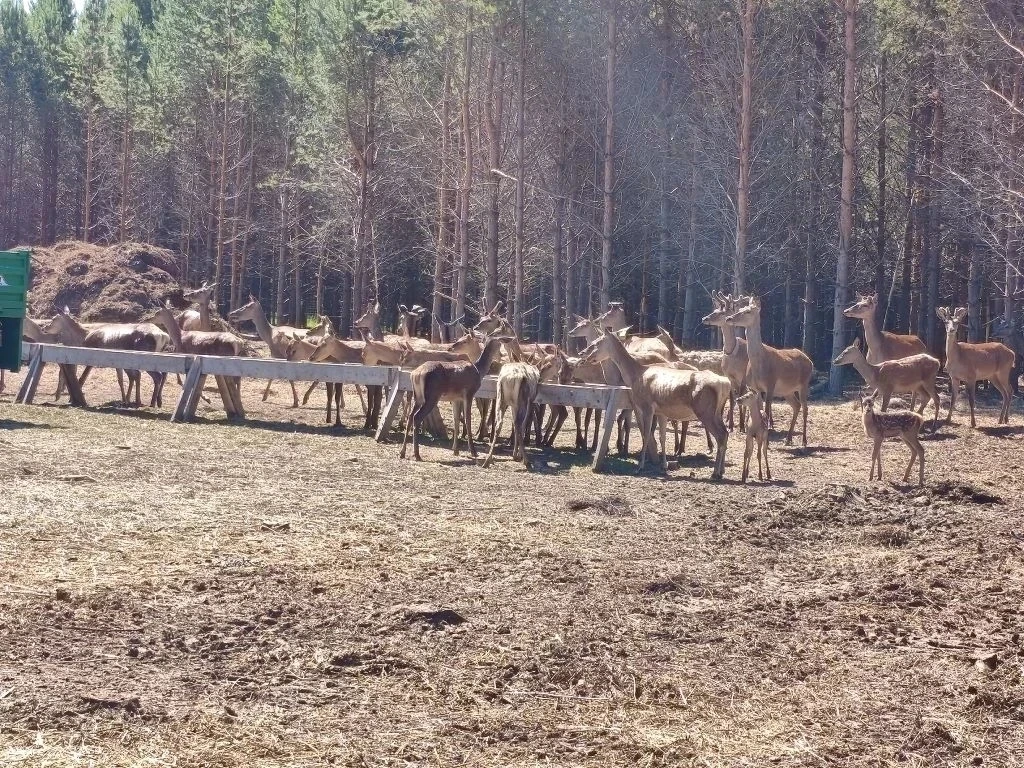 🦌 В гостях у лесных великанов: для школьников из Кучукова организовали экскурсию к бла...