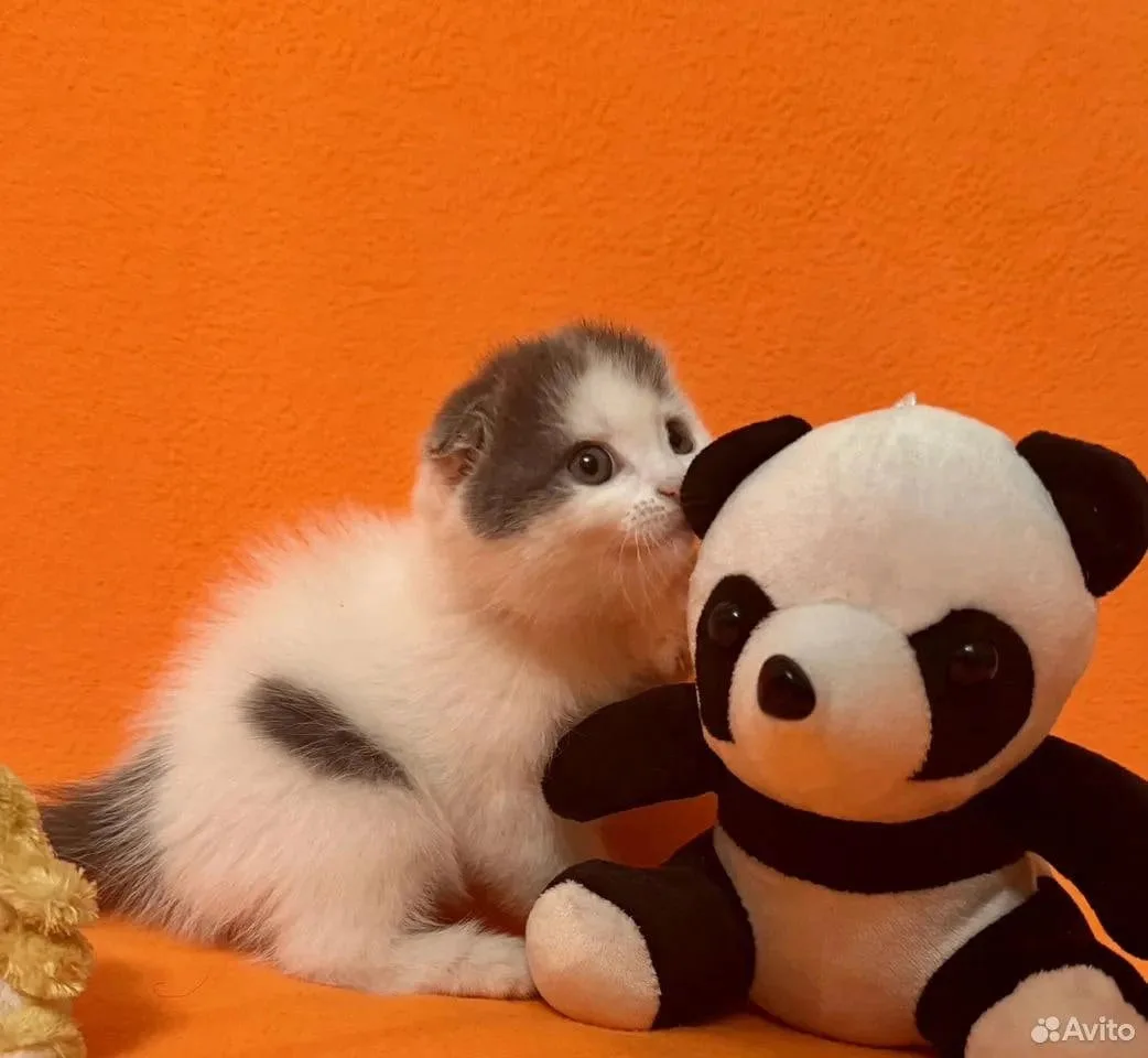 Котенок на миллион!  А вернее, на 5 555 555 рублей. За такую цену в Екатеринбурге продают очаровател