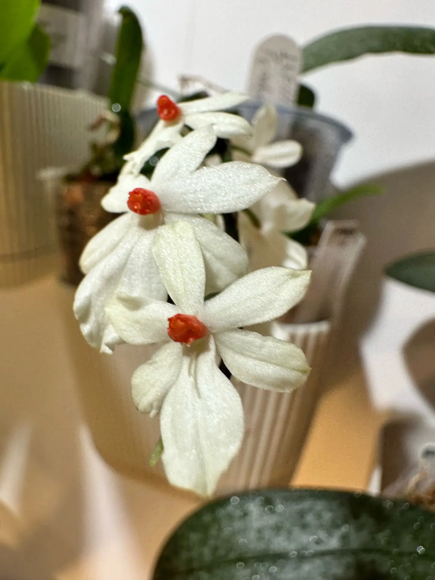 Первое цветение гибридного сеянца Aerangis citrata x Aerangis luteo-alba. Фенотипическа...