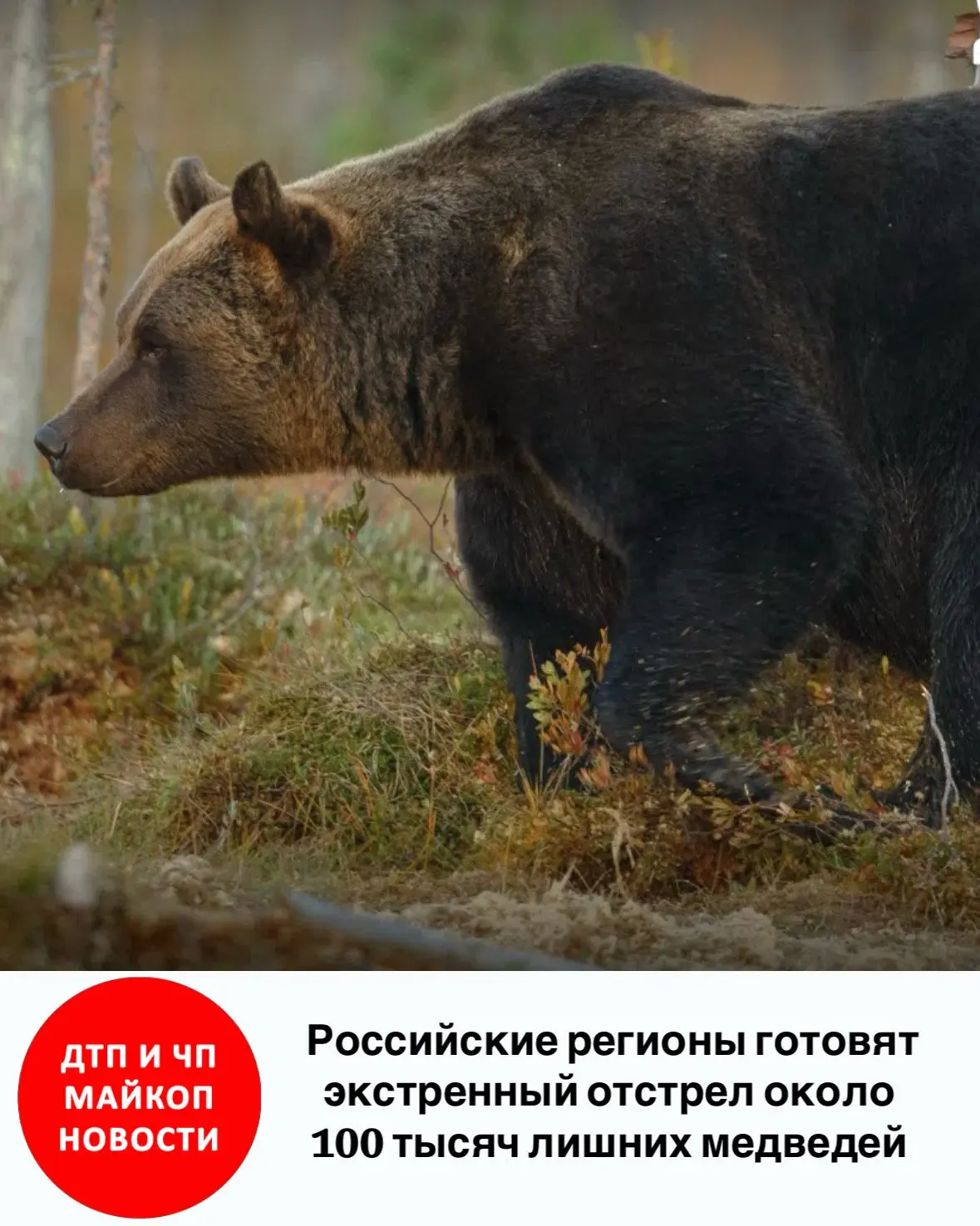 Российские регионы готовят экстренный отстрел около 100 тысяч лишних медведей — охотник...