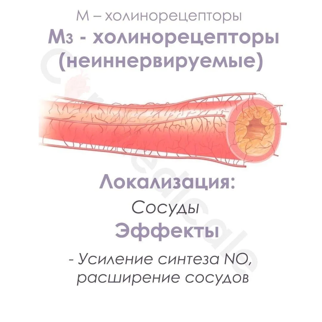 Холинорецепторы