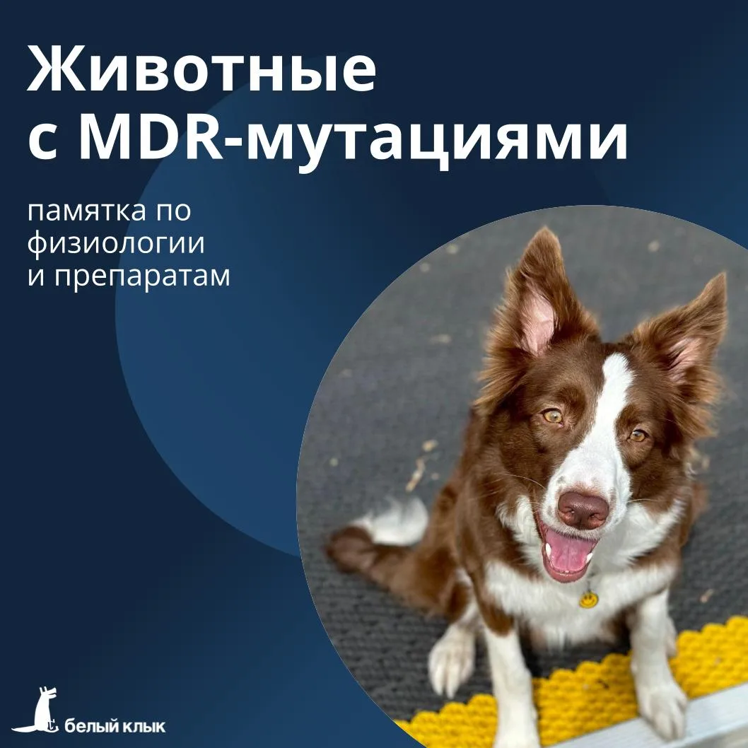 Животные с MDR-мутациями: памятка по физиологии и препаратам