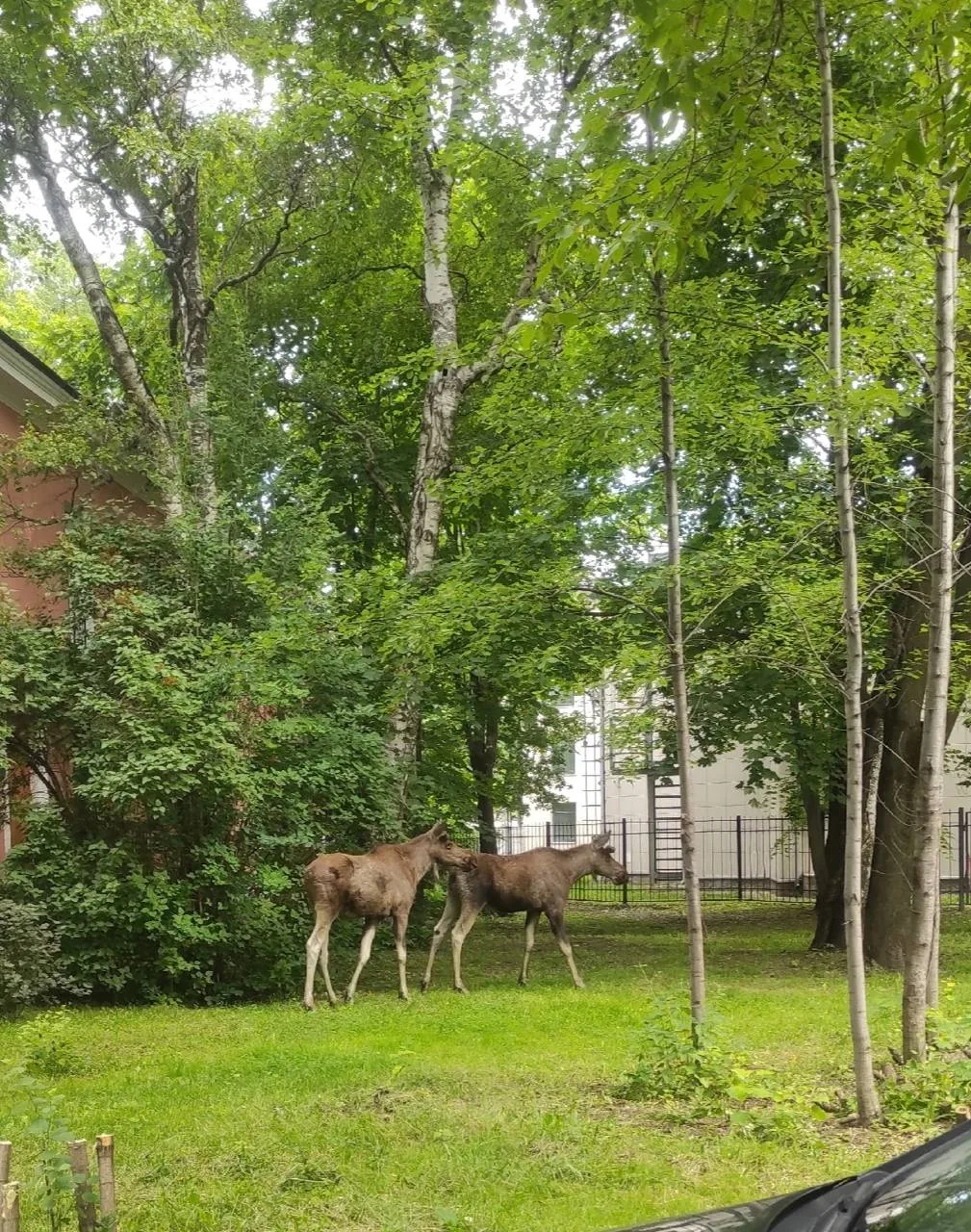Лосей заметили на севере Петербурга