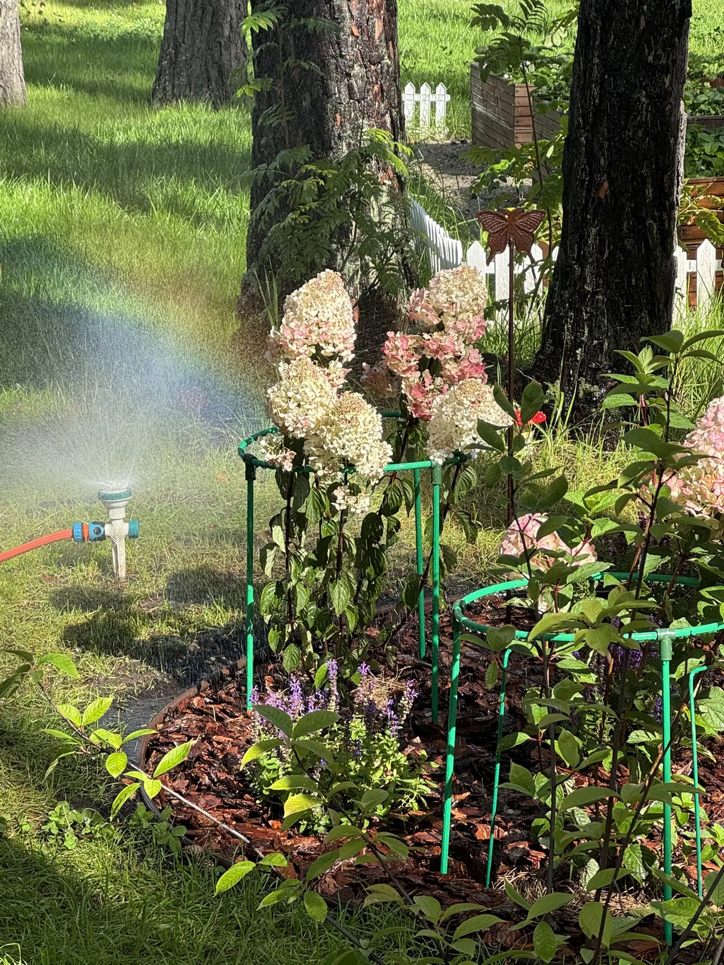 Начнём утро пятницы с красивых моментов лесного сада ☀️🌈