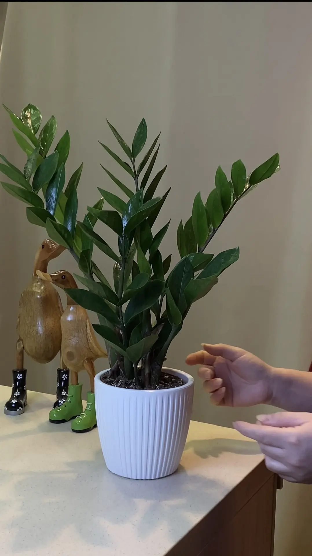 Рубрика #советыпоуходузакомнатнымирастениями

🌿 Замиокулькас: уход, который не напрягает
Он же «дол