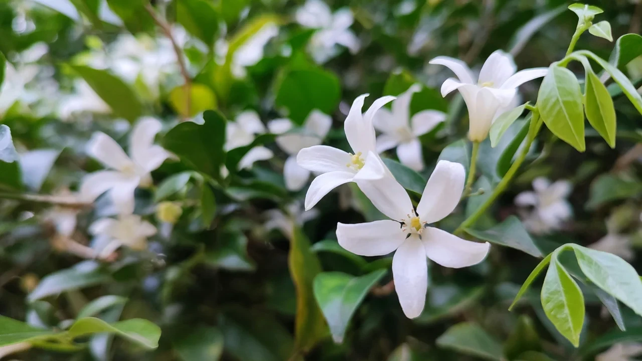 🌿 Мурайя — маленькое деревце с ароматными цветами