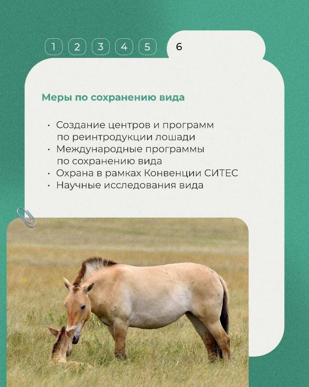 Сегодня в рубрике «Животные Красной книги» несколько фактов о лошади Пржевальского, дикой лошади, си