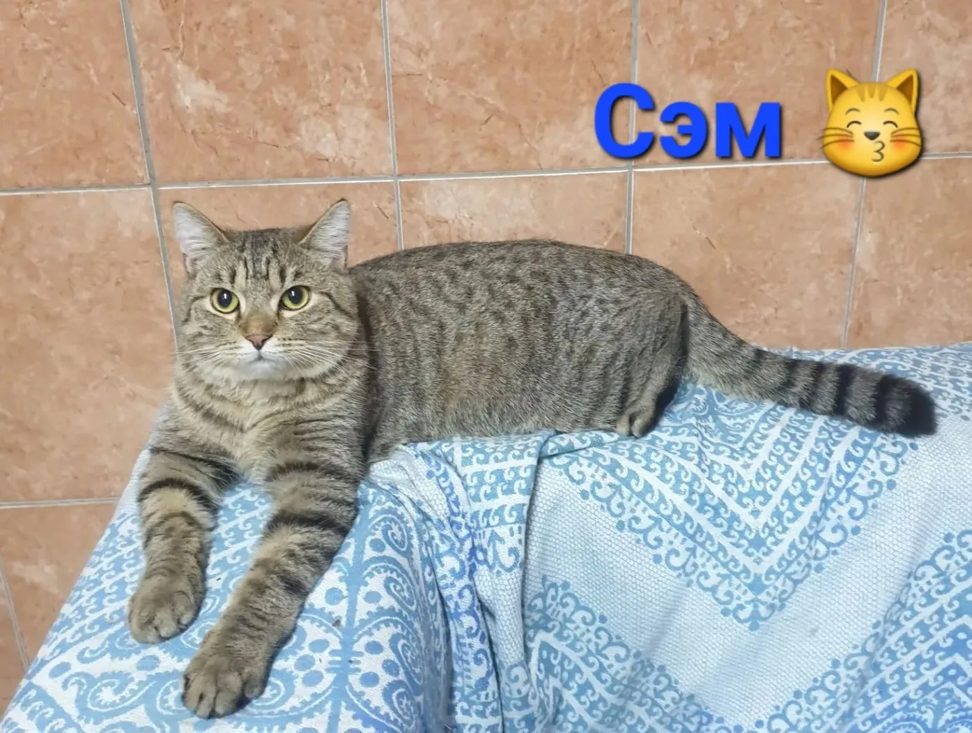 СЭМ, красавец-кот 🐈, в расцвете сил,