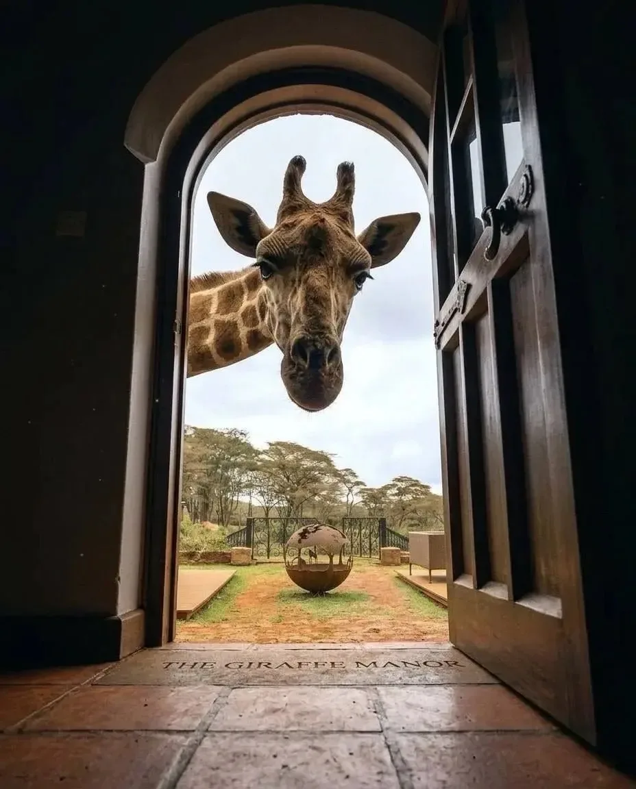 🦒 ОТПУСК, КОТОРЫЙ ВЫ НИКОГДА НЕ ЗАБУДЕТЕ