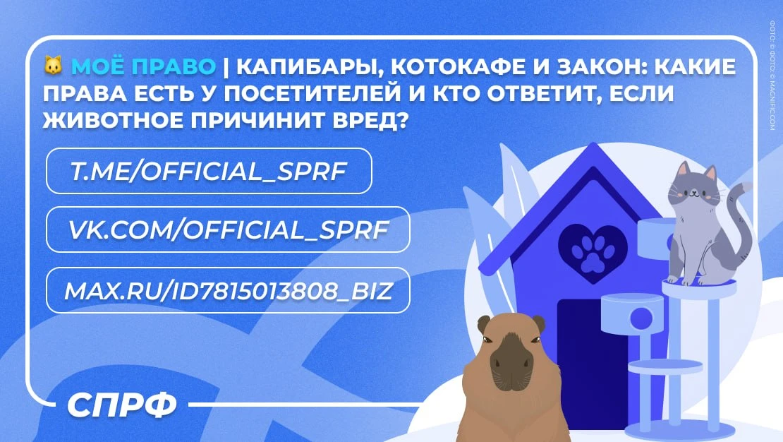 🐱 Моё право | Капибары, котокафе и закон: какие права есть у посетителей и кто ответит...