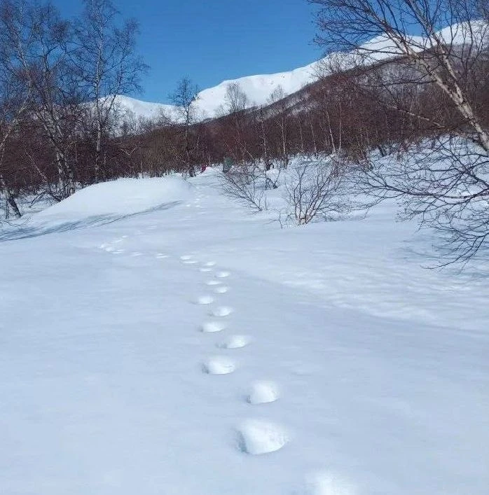 Медведь бродит в природном парке «Налычево» на юге Камчатки.   Следы зверя инспекторы обнаружили на 