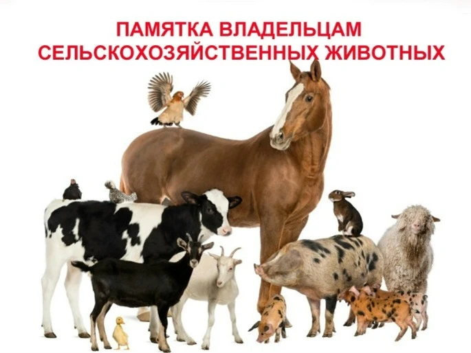 Памятка владельцам личных подсобных хозяйств Кировской области по маркированию и учету ...
