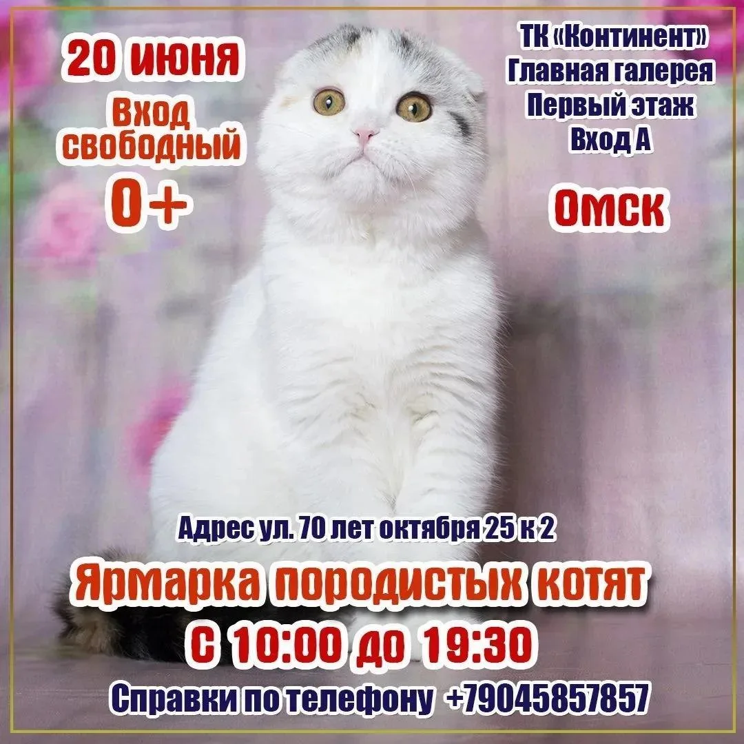 Ярмарка породистых котят

⏰20 июня (сб), с 10:00 до 19:30
📍ТРК "Континент", ул. 70 лет Октября, 25,