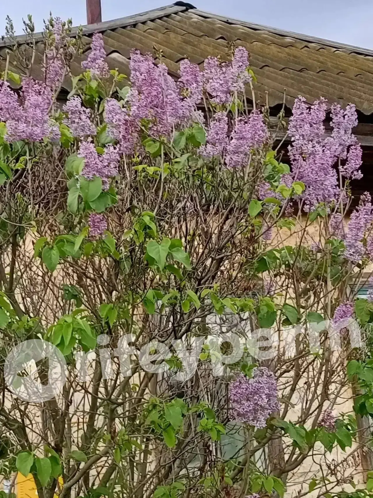 Чудеса природы: в Прикамье снова зацвела сирень