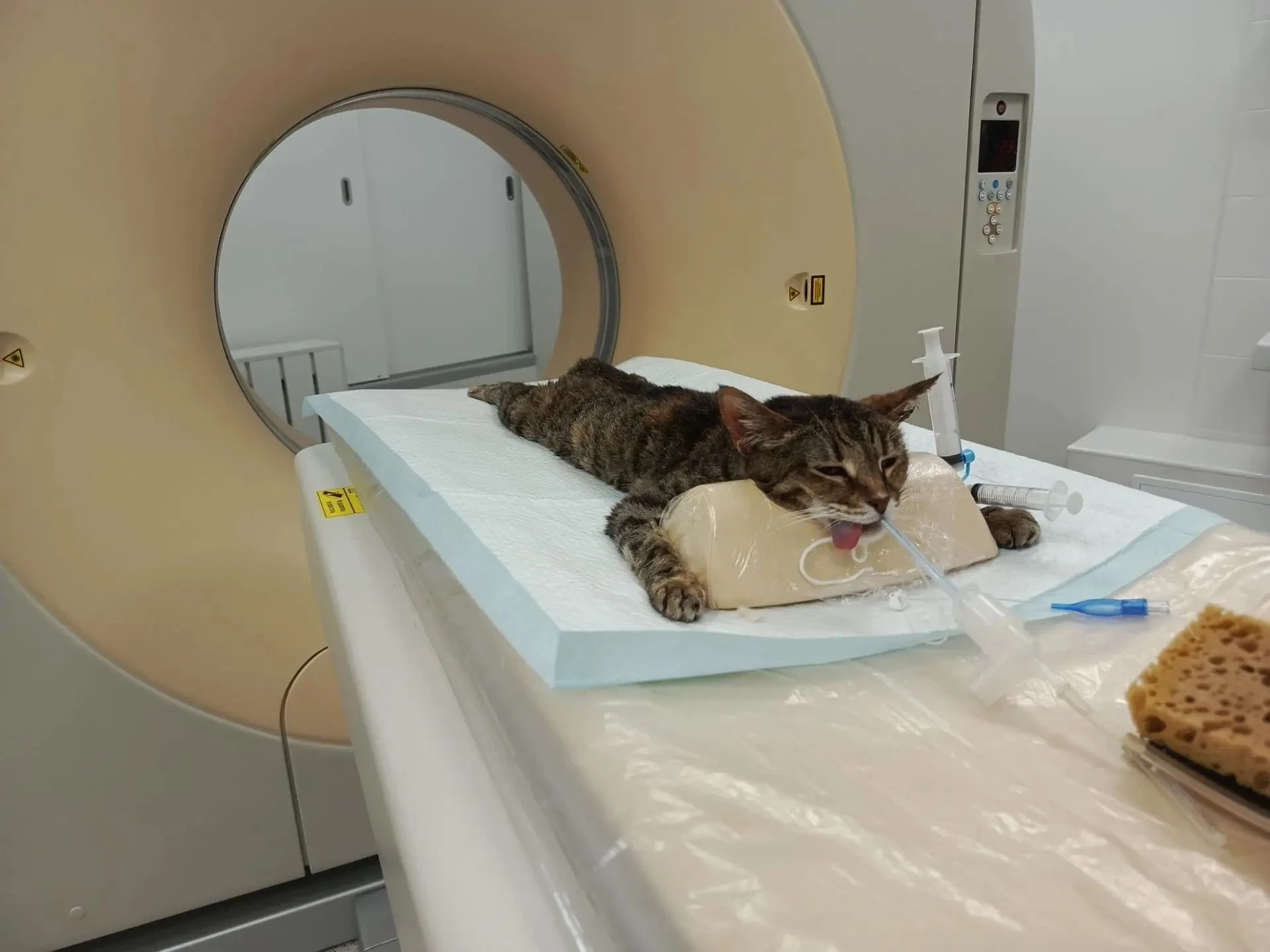 Рыся — наша маленькая старушка, которой очень страшно 💔