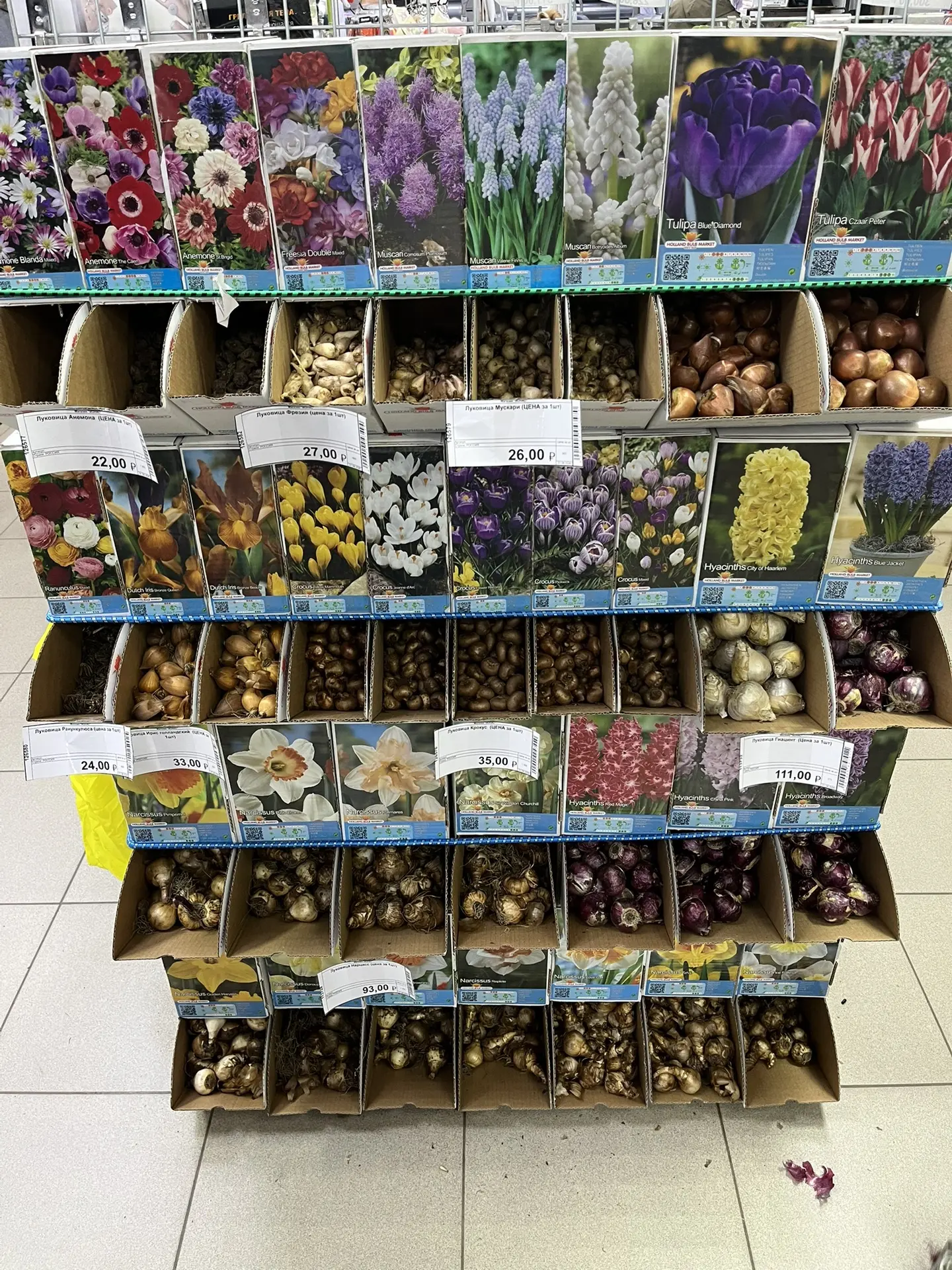 Луковицы цветов 🌸