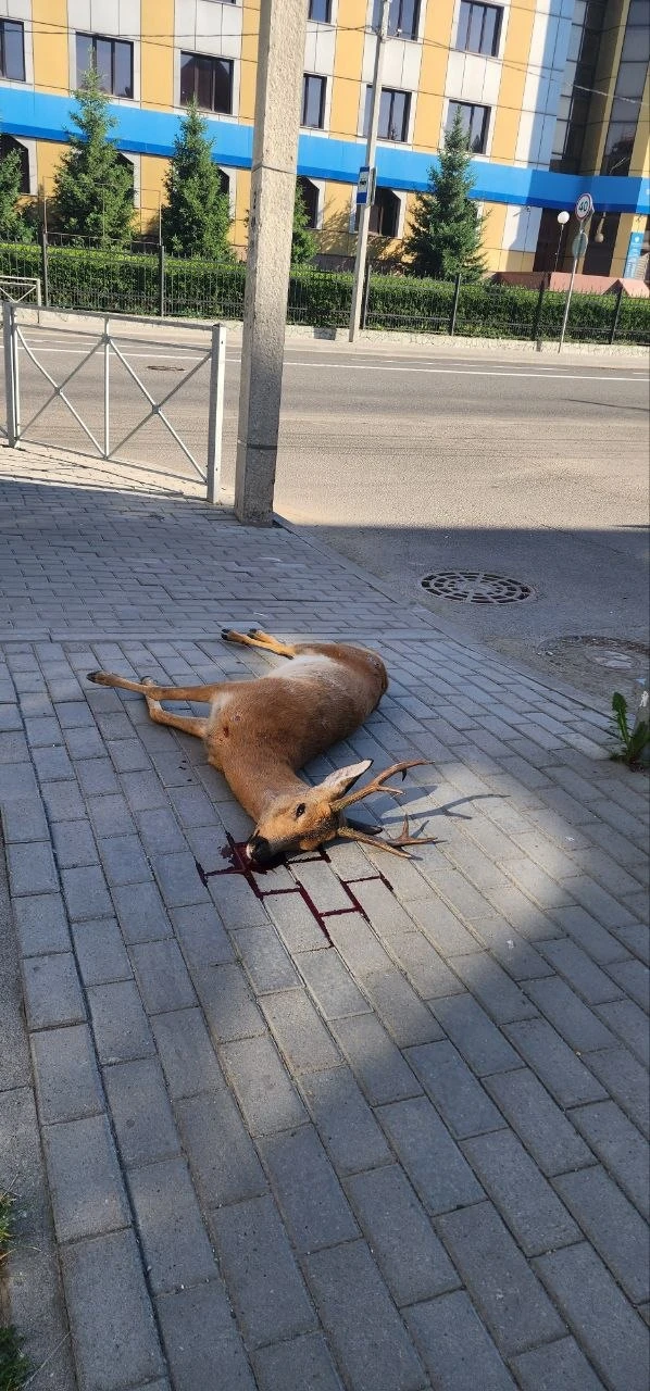😢 Смертельное ДТП на Чорос-Гуркина, прямо в центре Горно-Алтайска... Фото: Игорь Яимов.