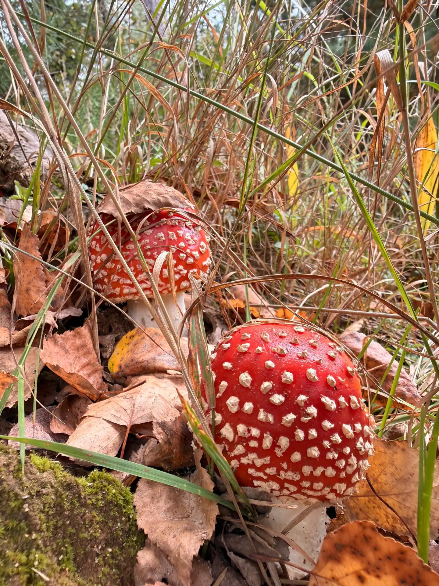 Мухоморчики в нашем лесочке ❤🍄🍄🌱⛅