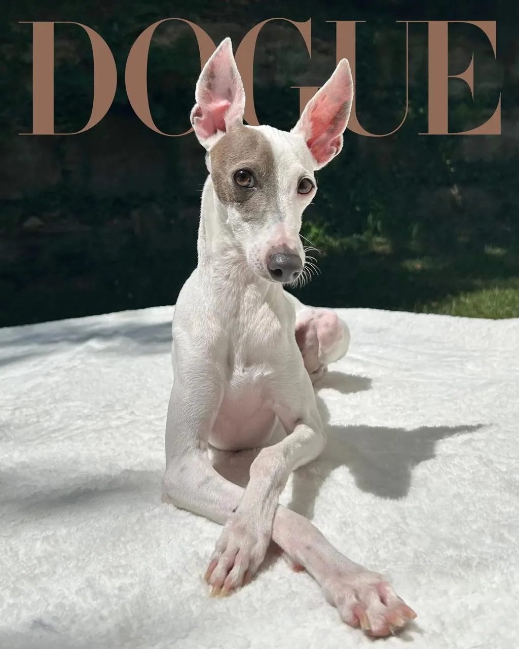 В конкерсе Dogue от Vogue победил пес по кличке Сэр Спад. Его признали самым классным.