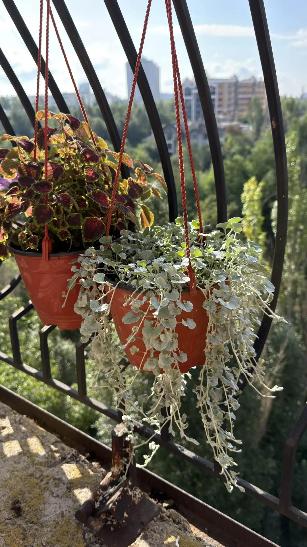 Мои любимые цветочки💐