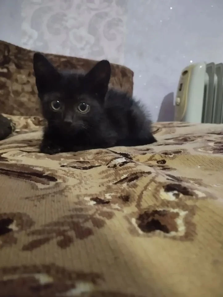 Подбросили маленького котика на нежилой участок. Ему срочно нужен дом! У меня в доме пе...