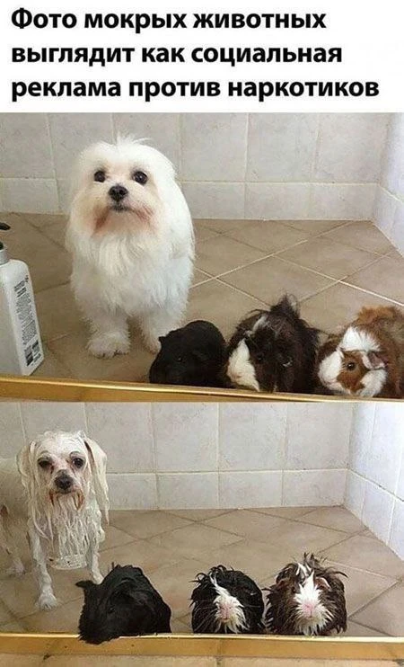 Что-то на грумерском...🛁

Подпишись на DogMarketing