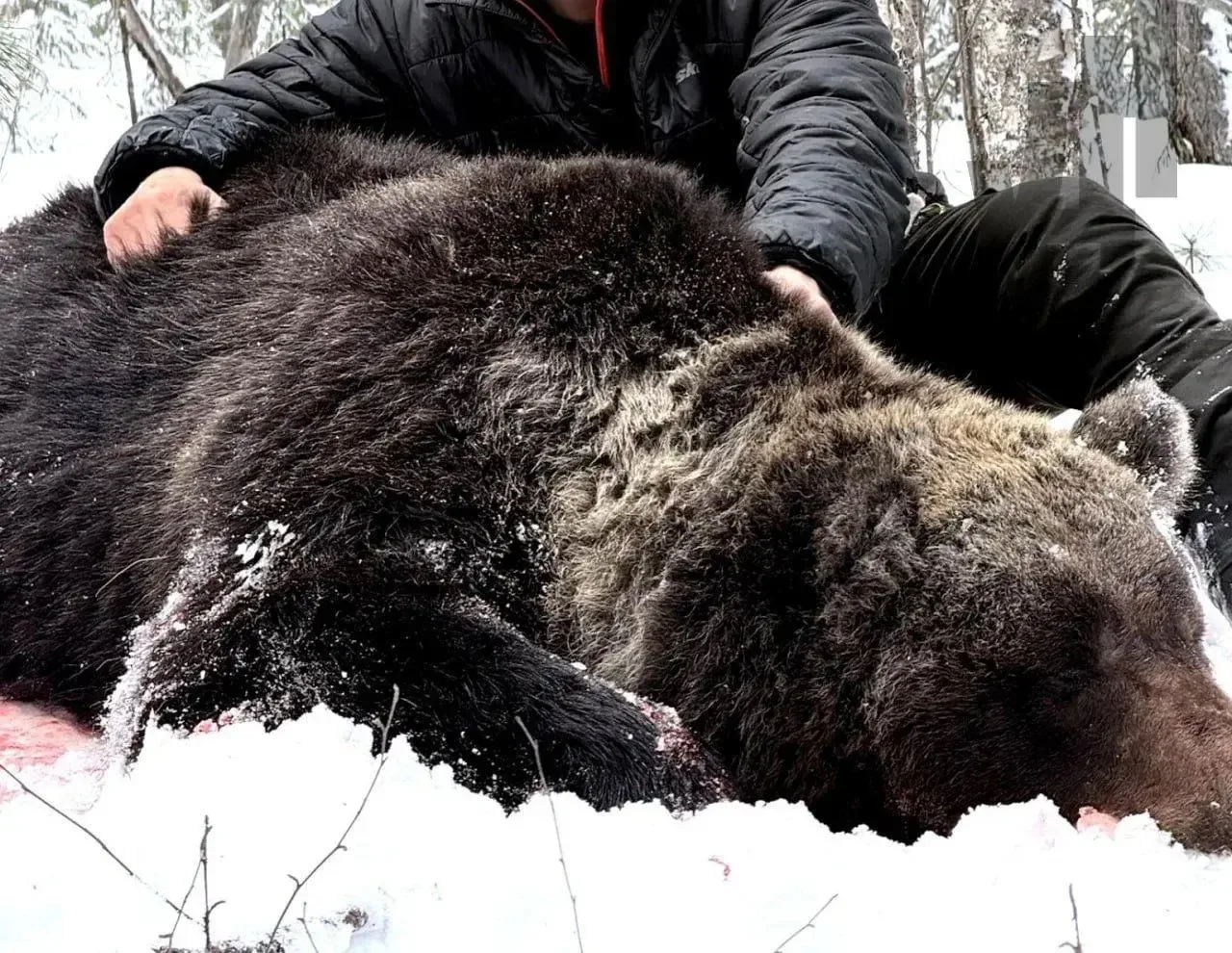 🐻 Медвежья угроза: в Югре с начала года отстрелили свыше 80 хищников