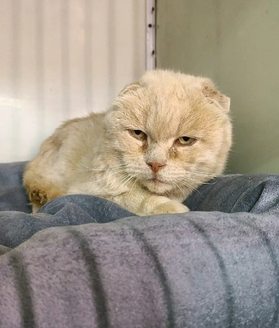 У нас новенький по имени Ржаной, 15 лет сольнышку. Он спасён с улицы и ждёт самых добры...