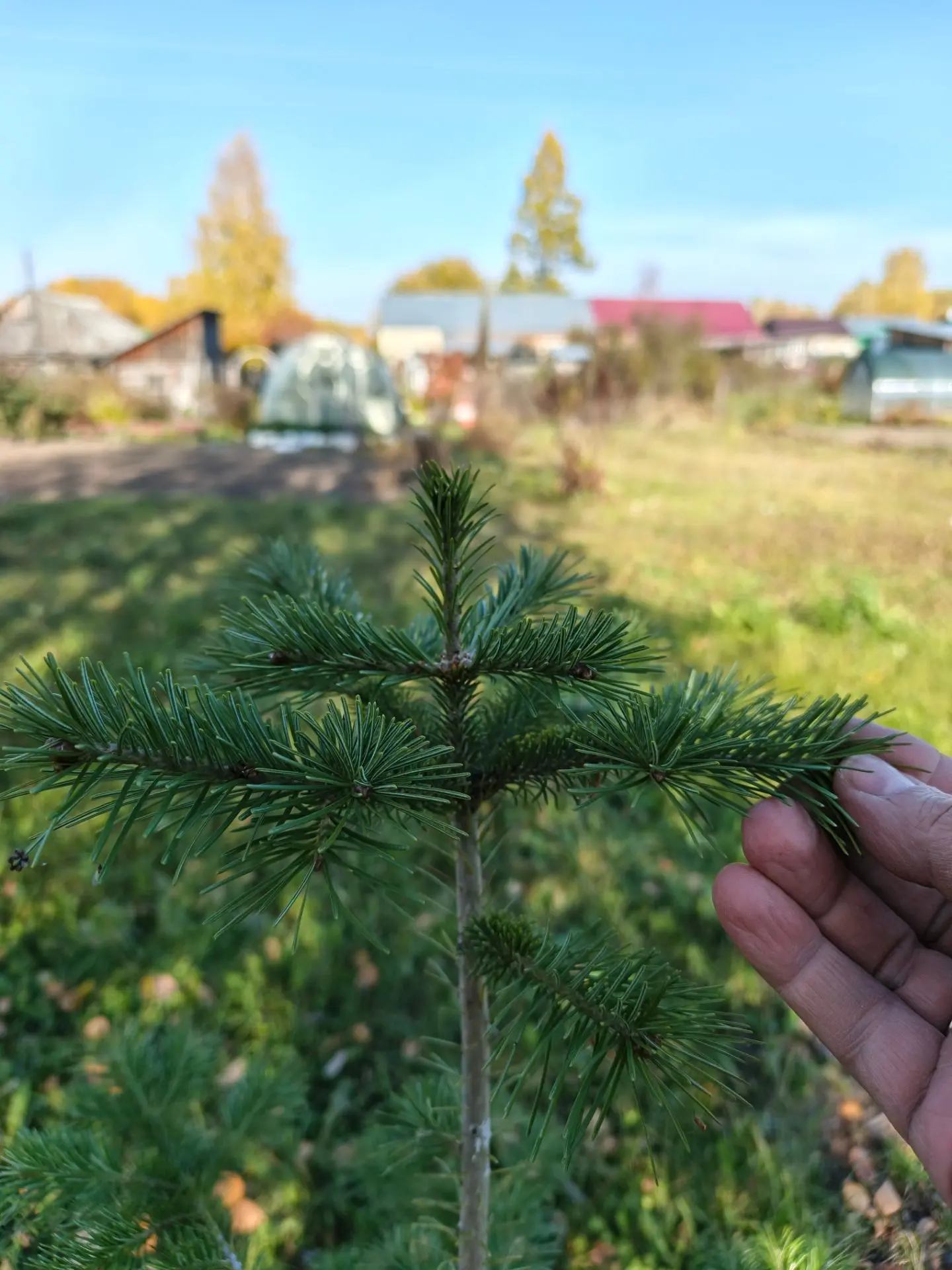 Очитки раскрасились наконец-то , успели нынче😊