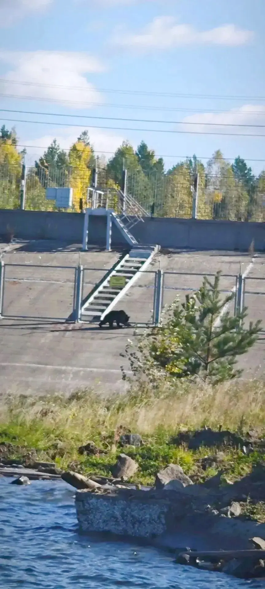 Медведь на левом берегу Усть-Илимска 🐻