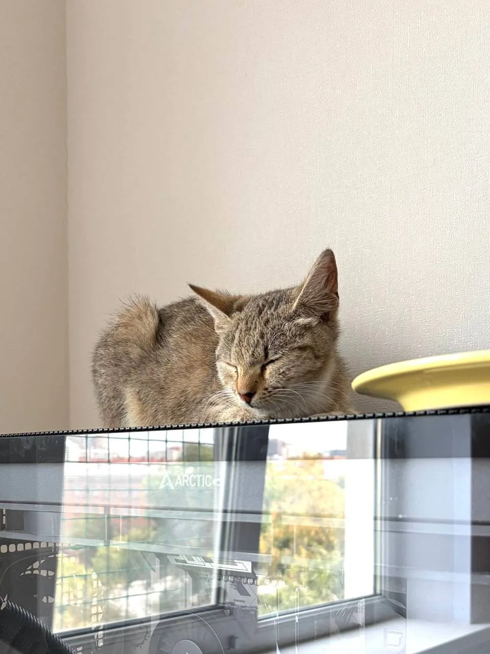 МОСКВА И МО - Знакомьтесь, Буша 😻

Буша очень хочет найти себе самых любящих хозяев, если кому-то п