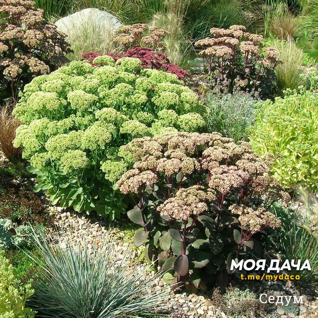 Многолетники, которые не болеют 🌸  Самые выносливые культуры, славящиеся отменным иммунитетом. Яркие