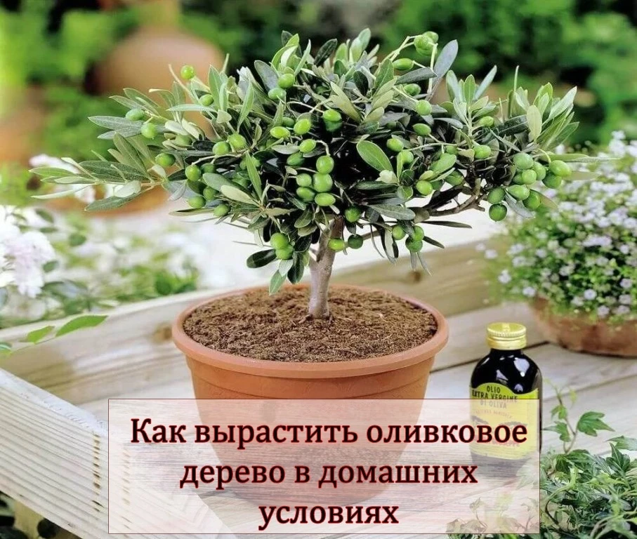 Как вырастить оливковое дерево дома

Олива — вечнозеленое дерево семейства Маслиновые, родом из Сред