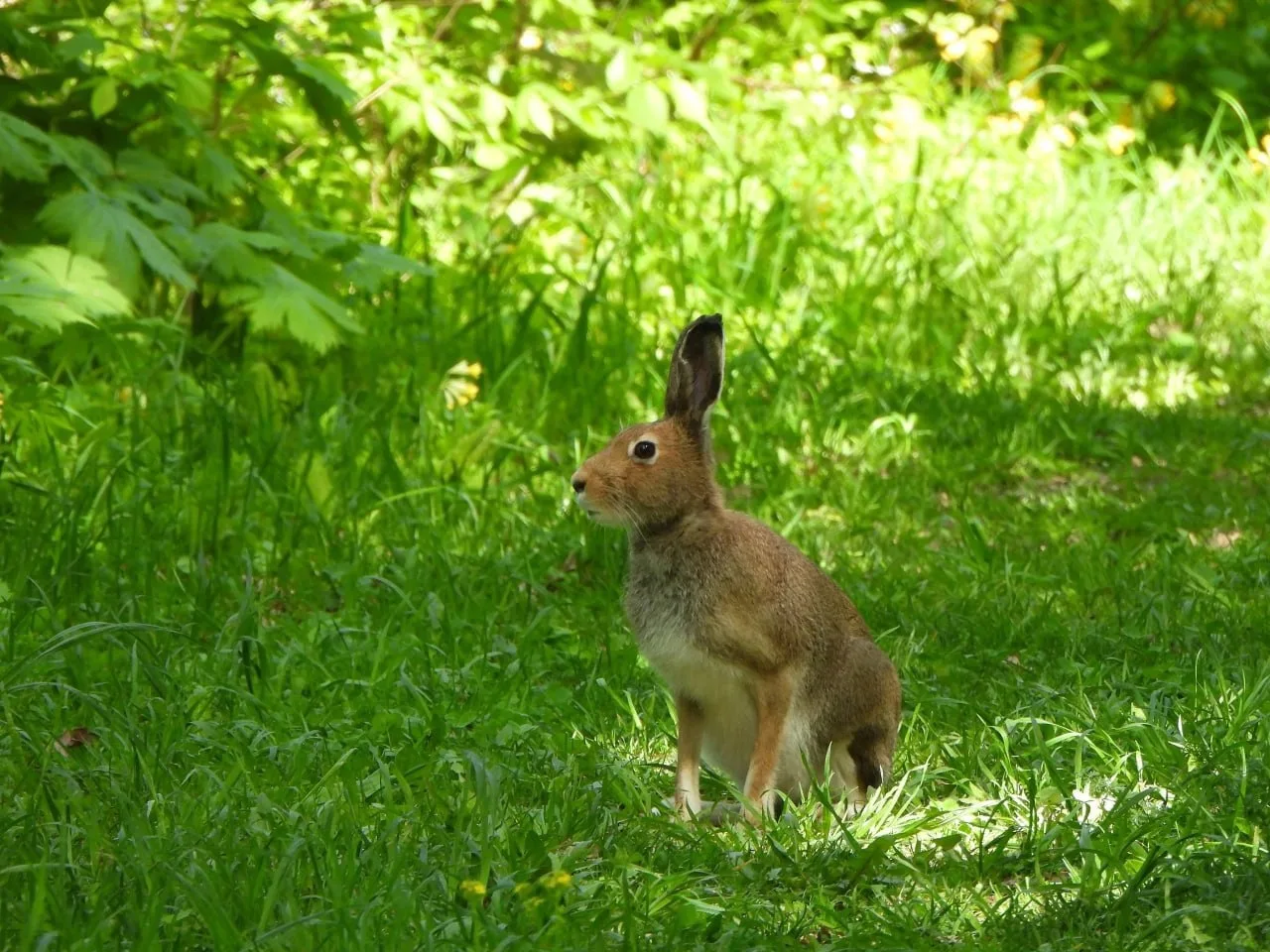 🐇 Прогулка любопытного зайца в Нугуше в нацпарке «Башкирия»  Фото: Нацпарк «Башкирия».  Подписаться 
