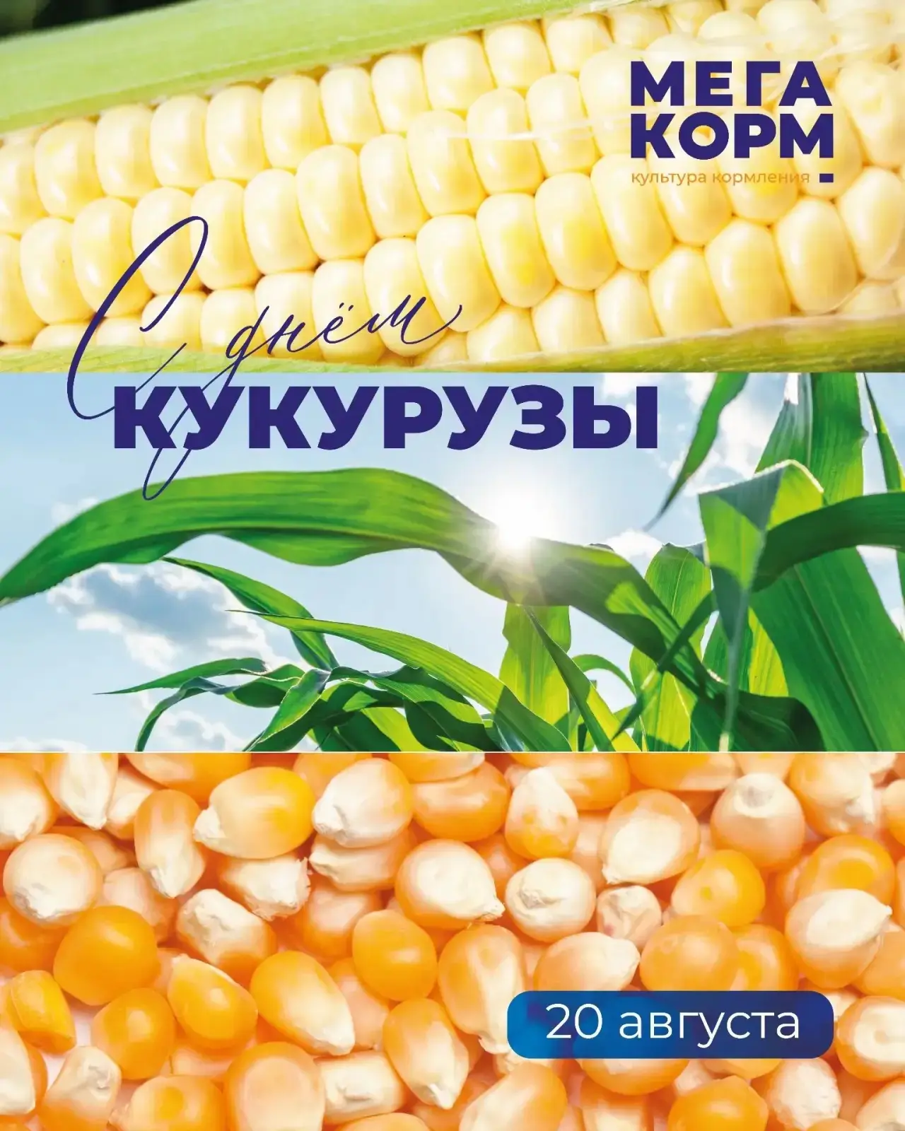 🌽 Сегодня - День кукурузы!