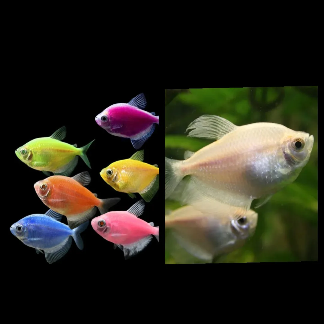 !!! 1+1 !!!
