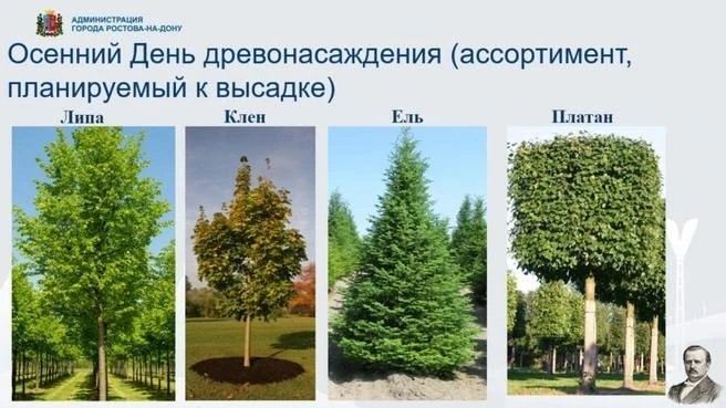 🌳 В Ростове высадят 1700 деревьев и 5000 кустарников