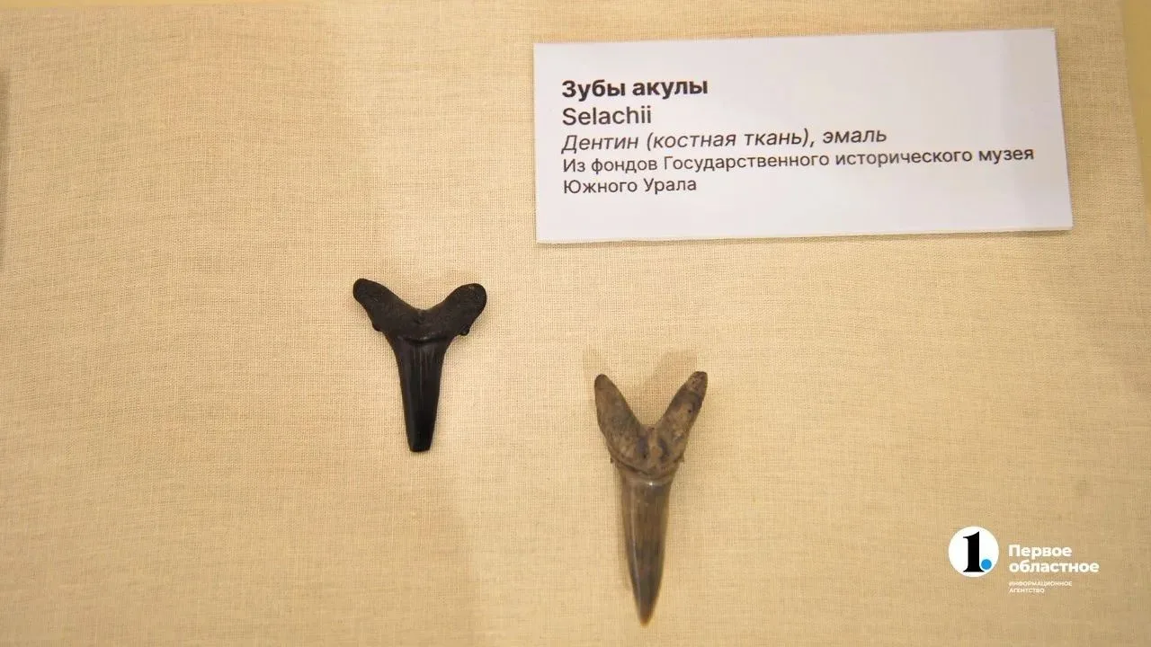 Зубы акул, крынки из старинных курганов, позолоченные ремни для коней — все эти находки...