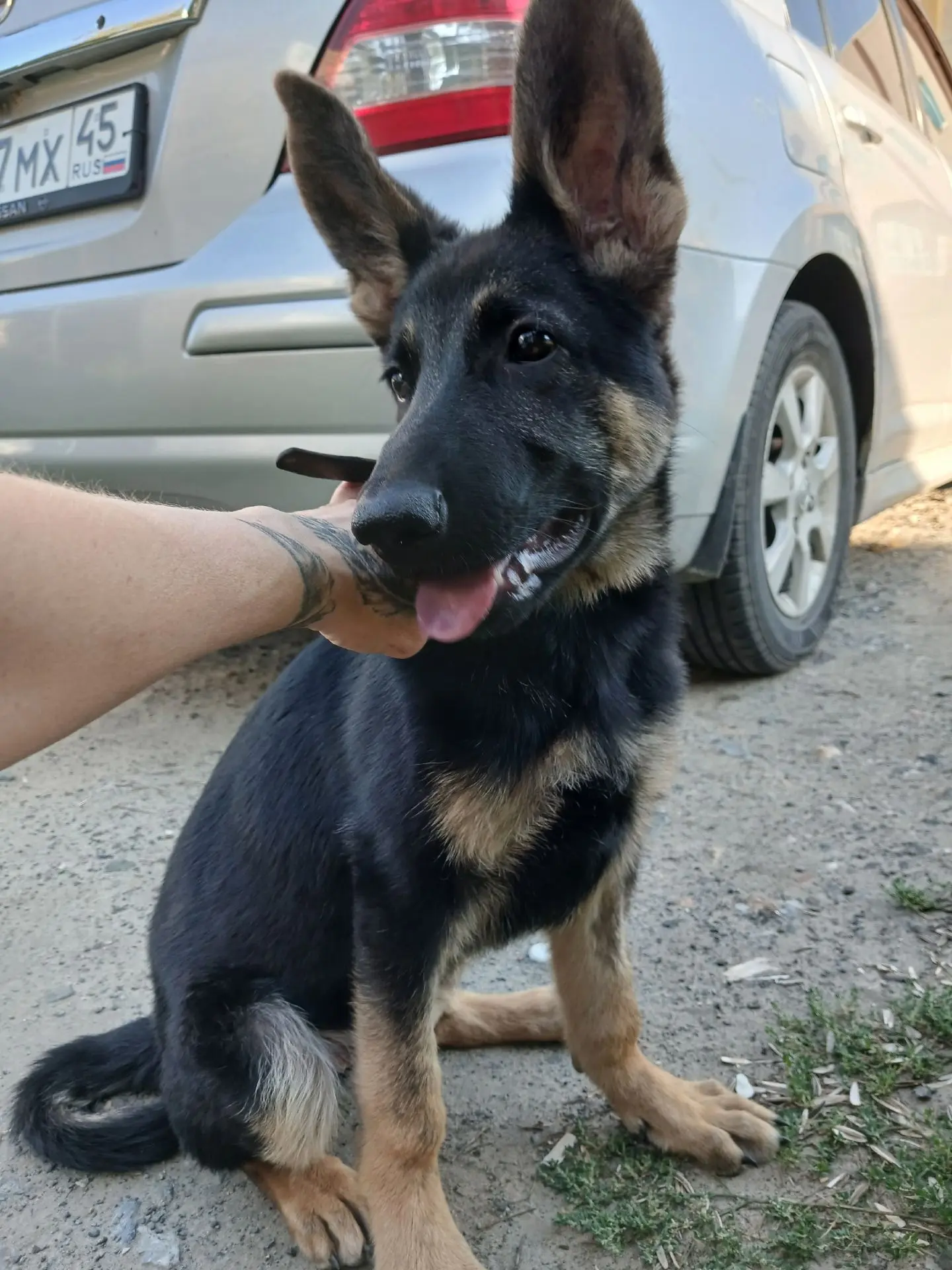 🐾 СРОЧНО! Найден щенок🐾

В районе Рябково найден щенок, предположительно немецкой овчарки. Малыш р