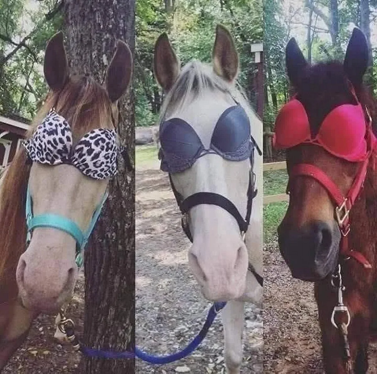 Про шоры