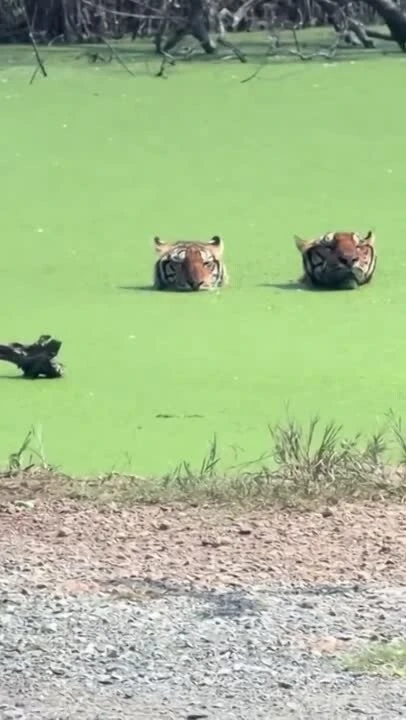 Ну допустим, ква!